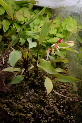 3049 Pitcairnia pleurothalliifolia