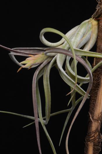 695 Tillandsia paucifolia