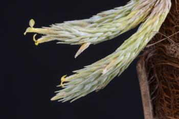 834 Tillandsia minutiflora (T. bryoides sensu Smith)