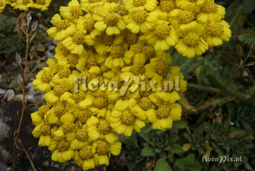 Achillea tomentosa