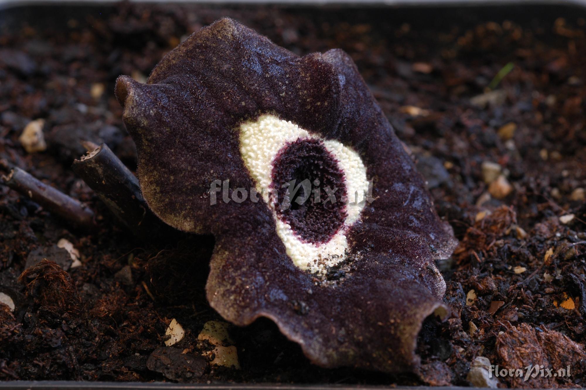 Asarum aff. delavayi
