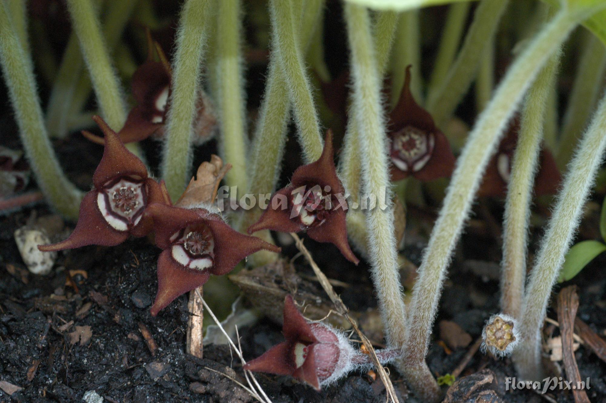 Asarum canadense