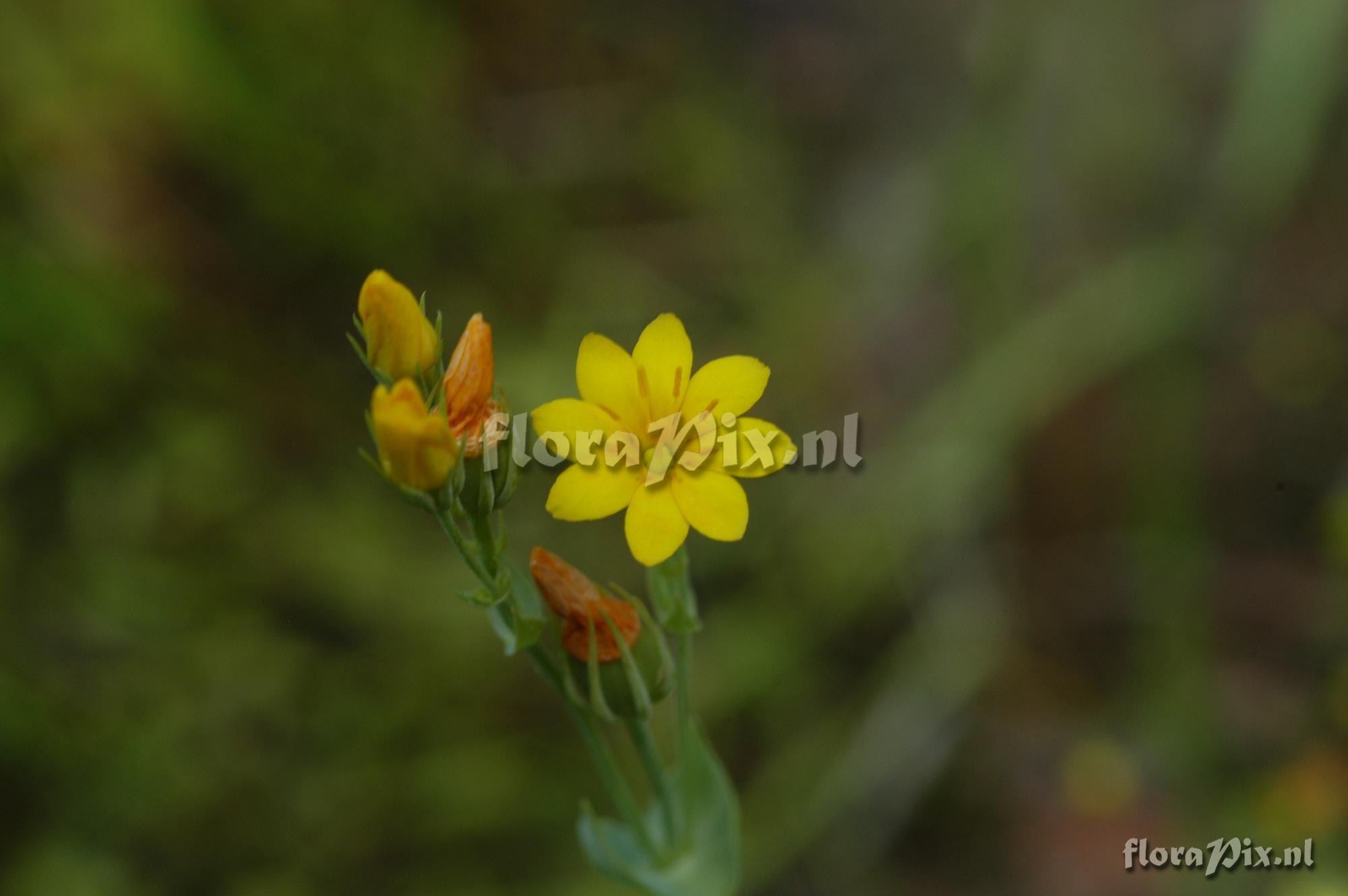 Blackstonia perfoliata subsp. perfoliata