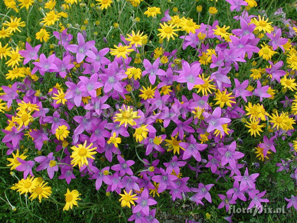 Campanula patula and Eriophyllum lanatum