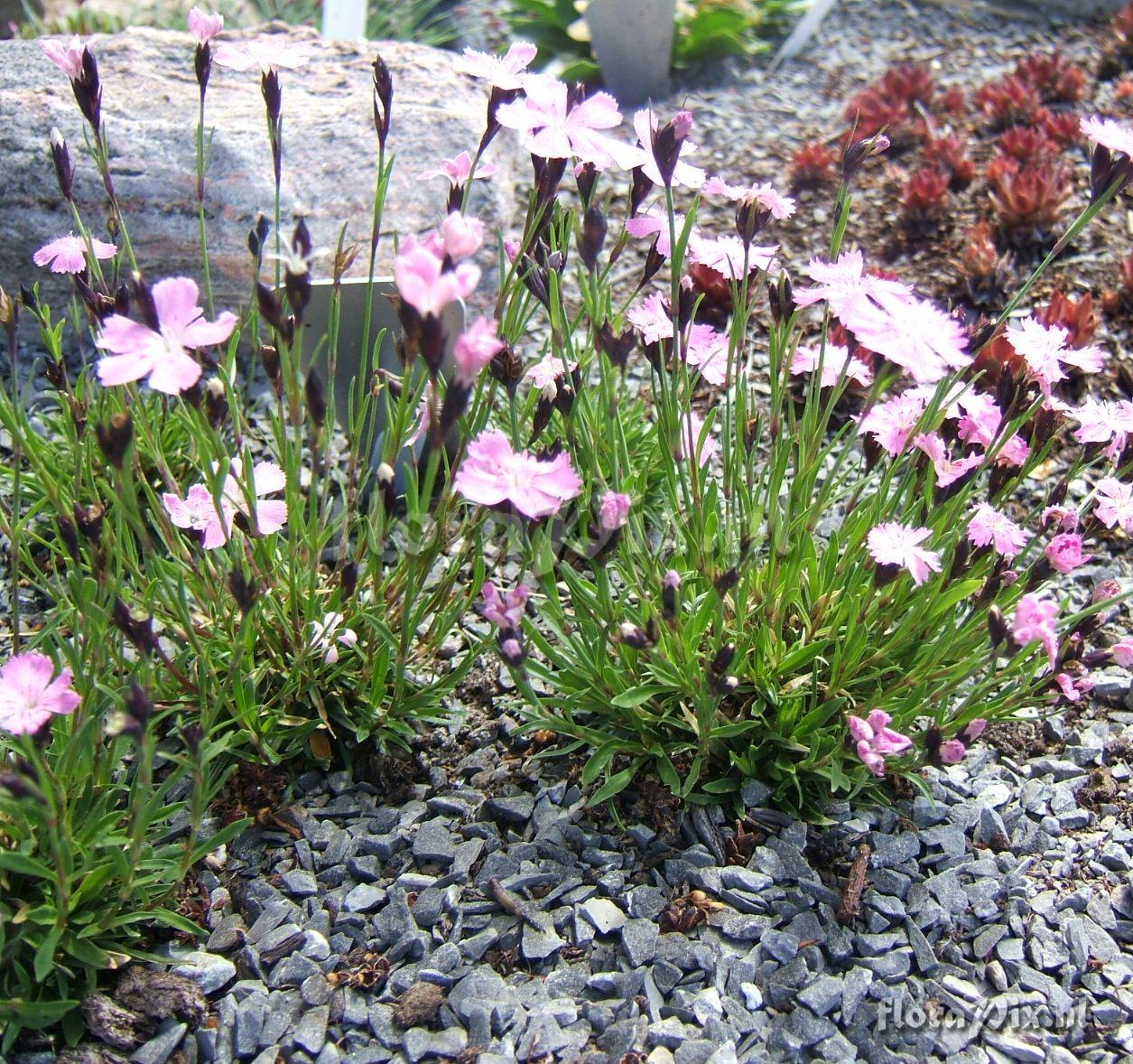 Dianthus nitidus