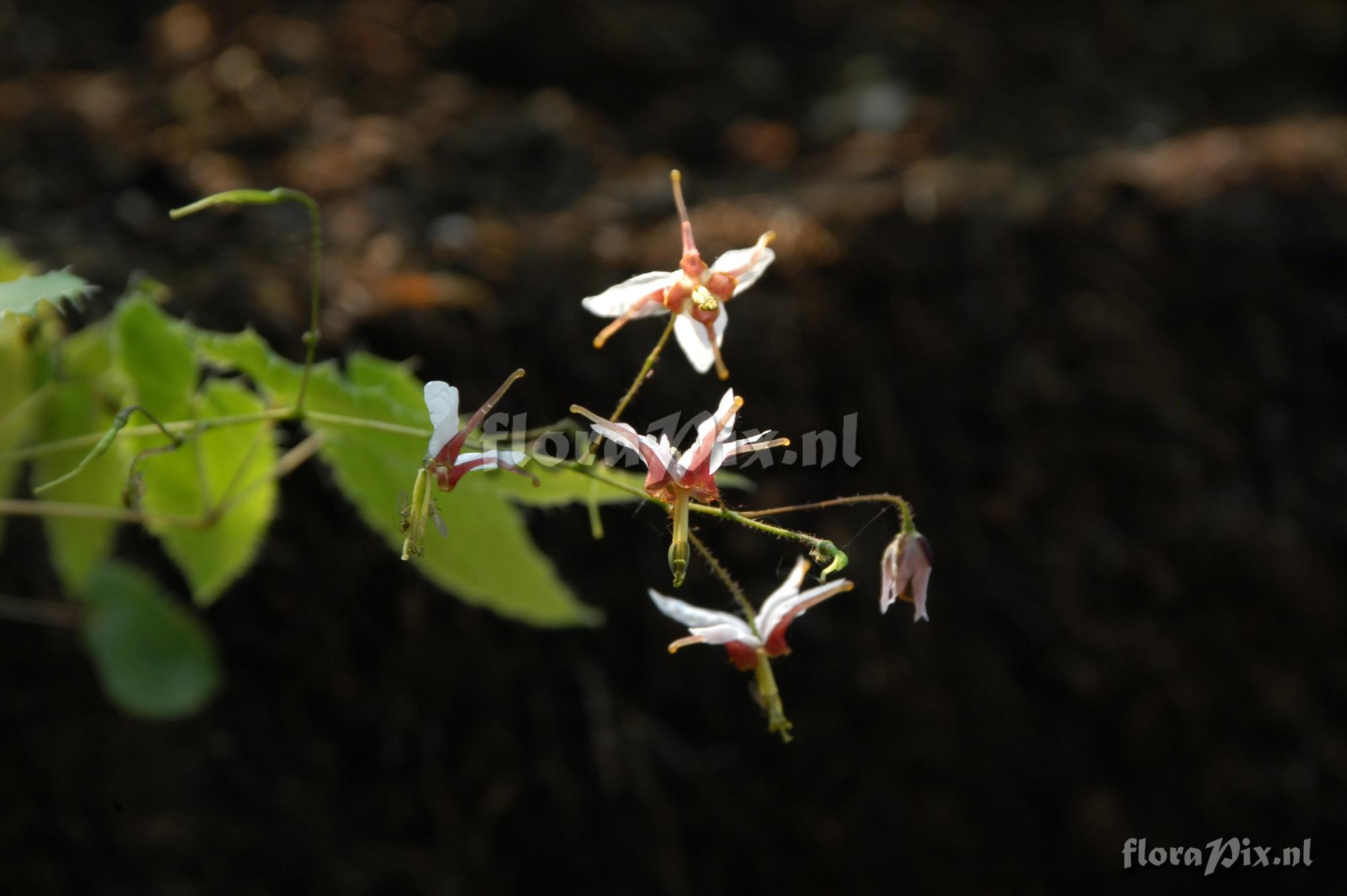 Epimedium fargesii