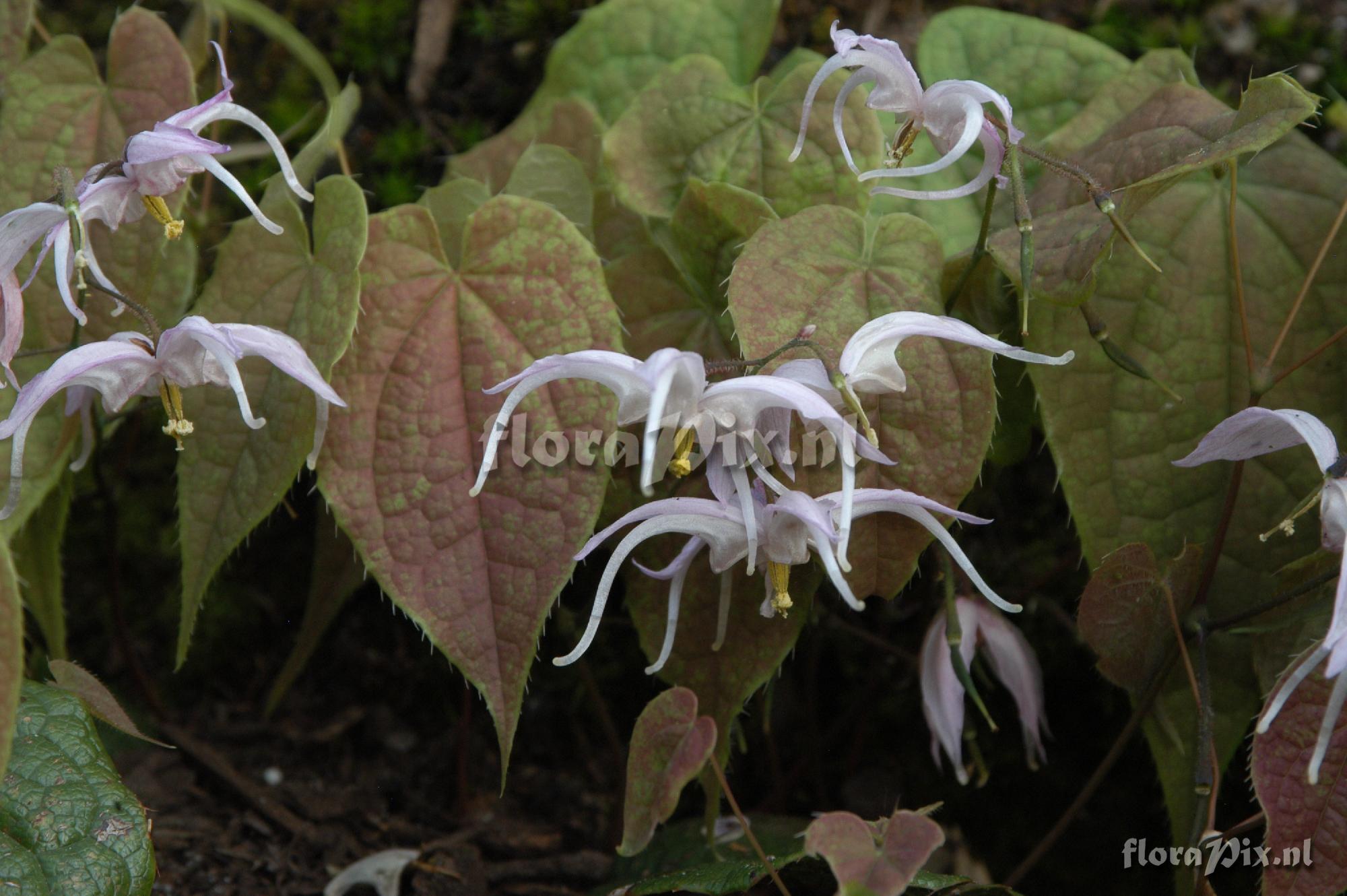 Epimedium leptorrhizum