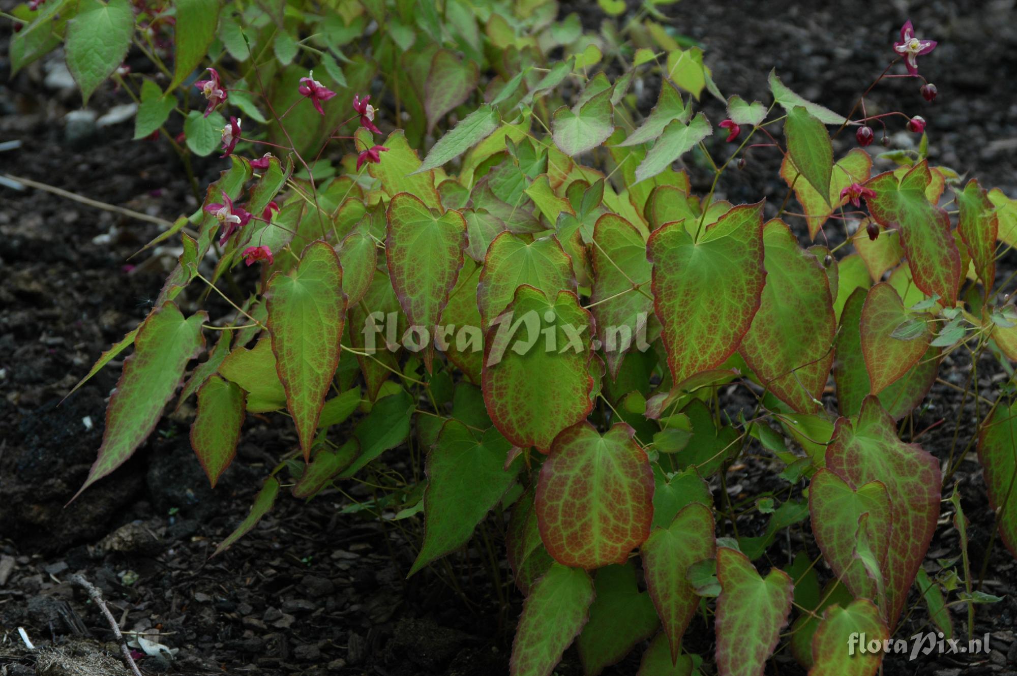 Epimedium x rubrum
