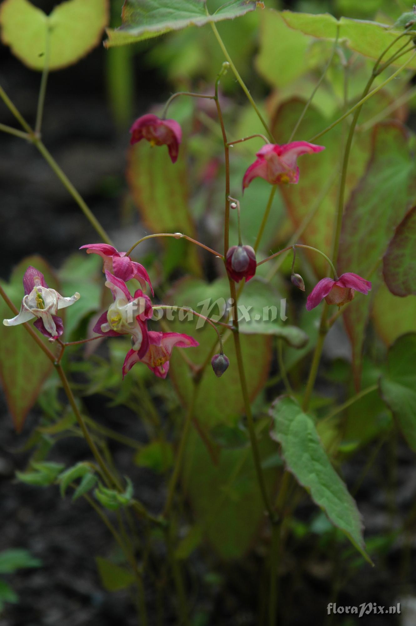 Epimedium x rubrum