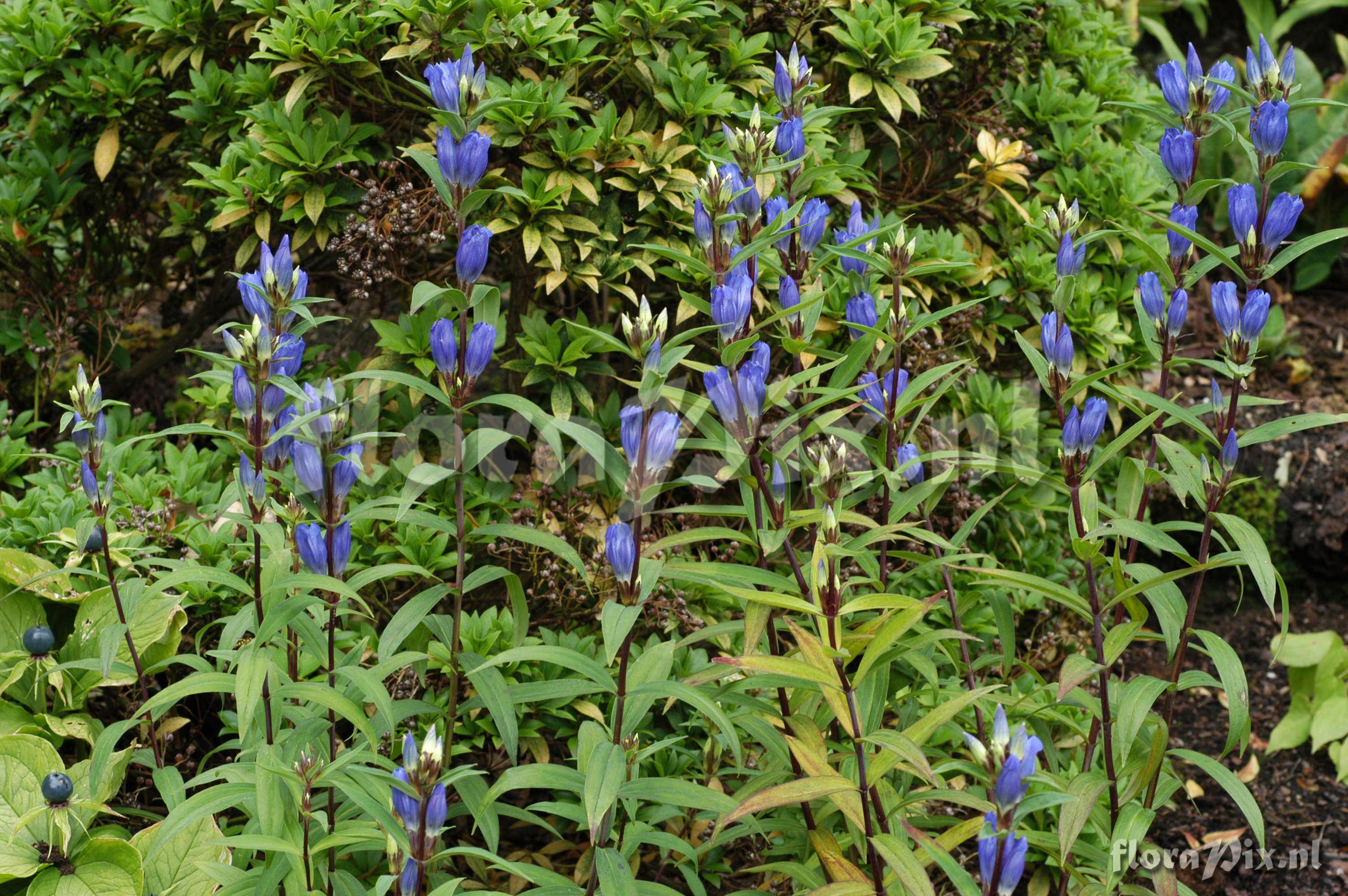 Gentiana triflora