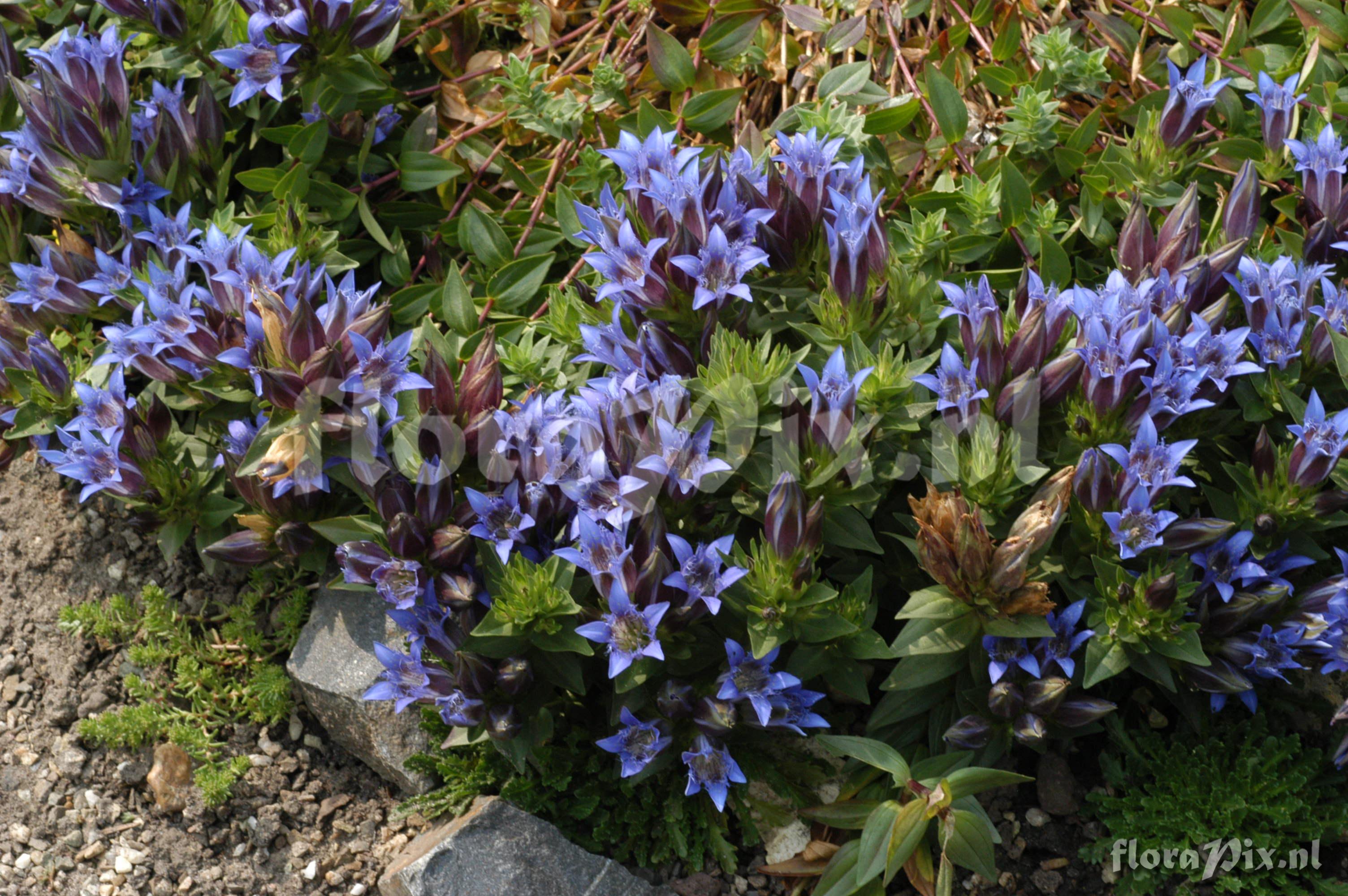 Gentiana septemfida subsp. septemfida