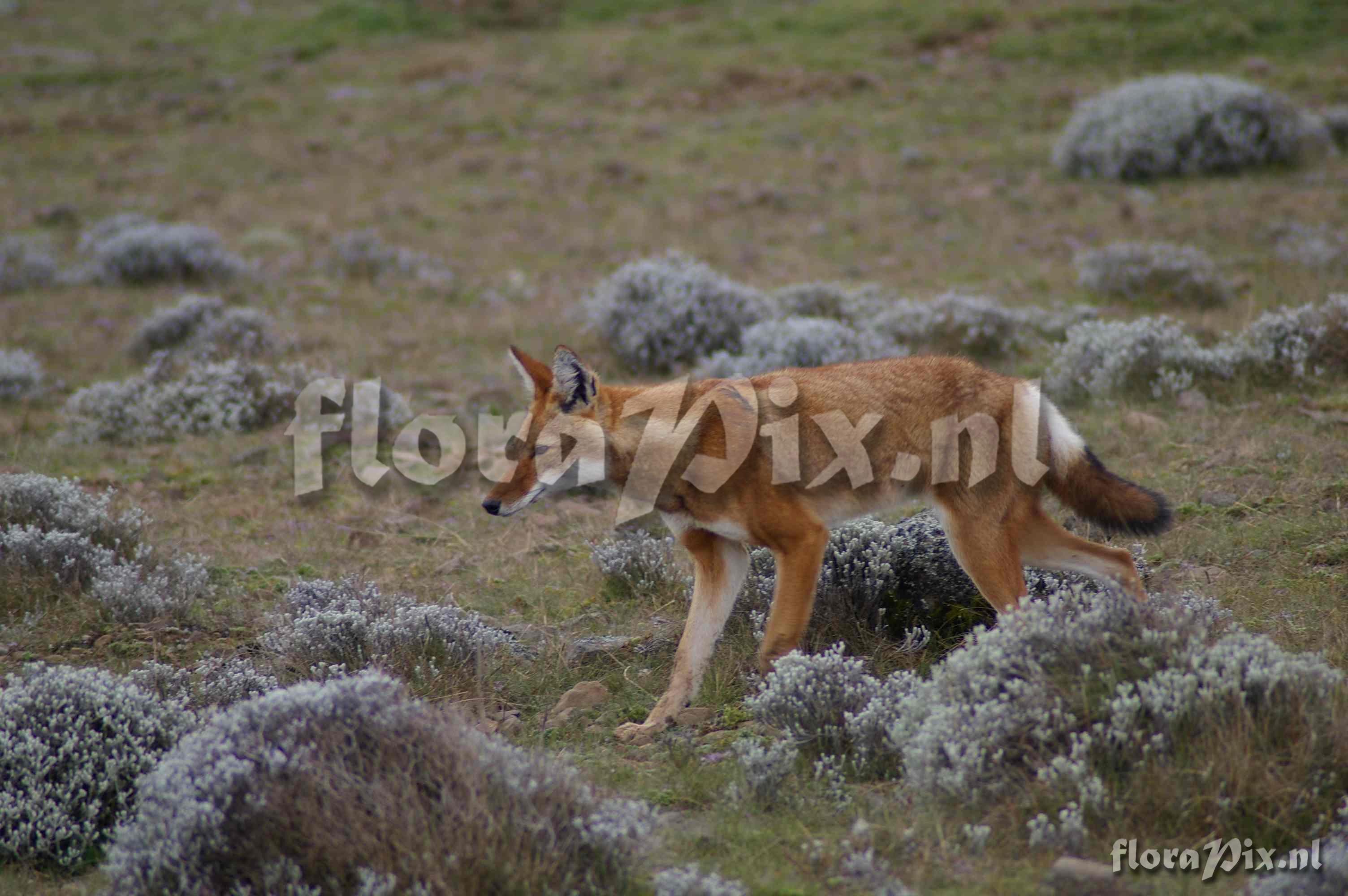 4-fauna Canis simensis