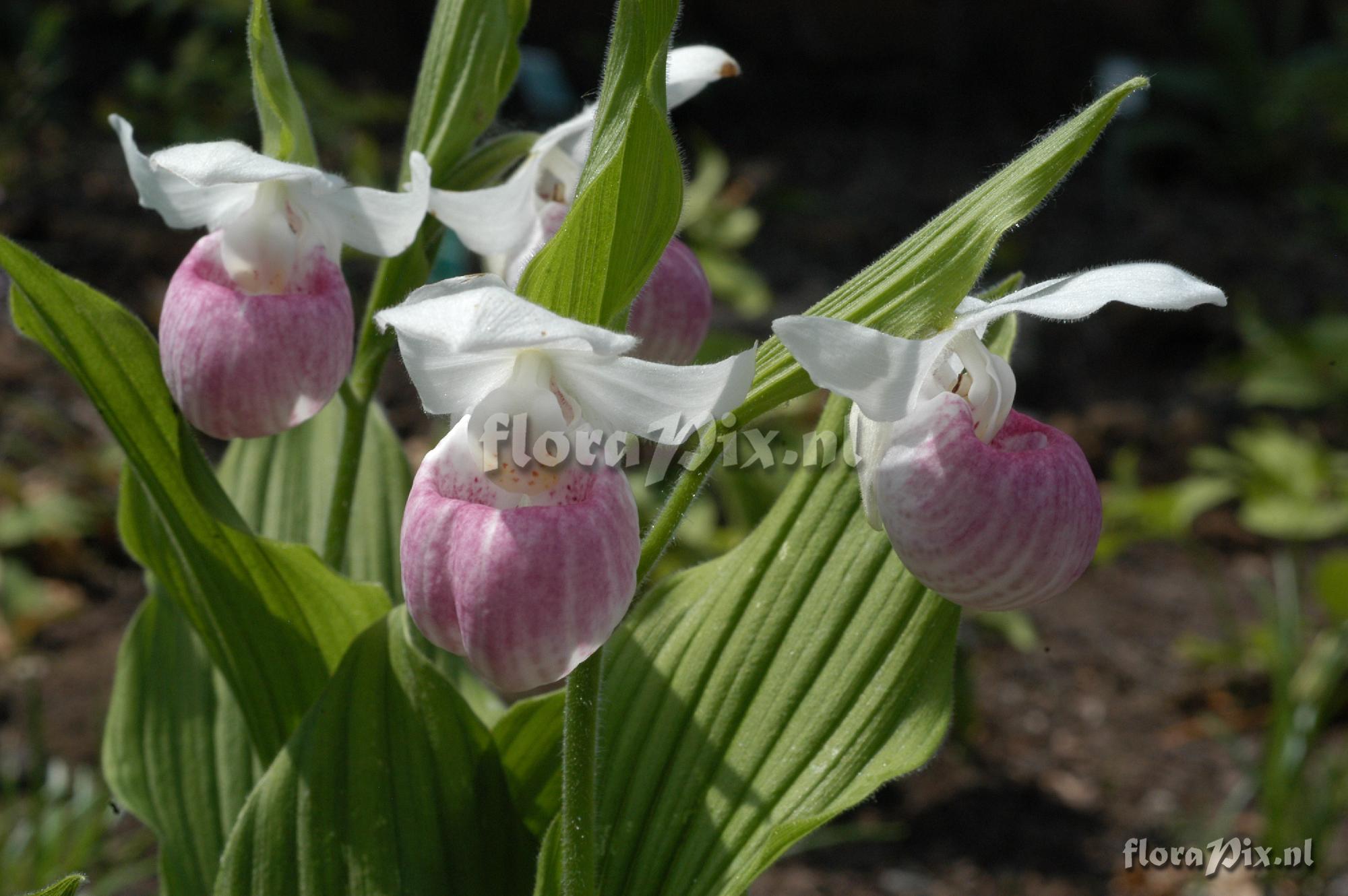 Cypripedium reginae