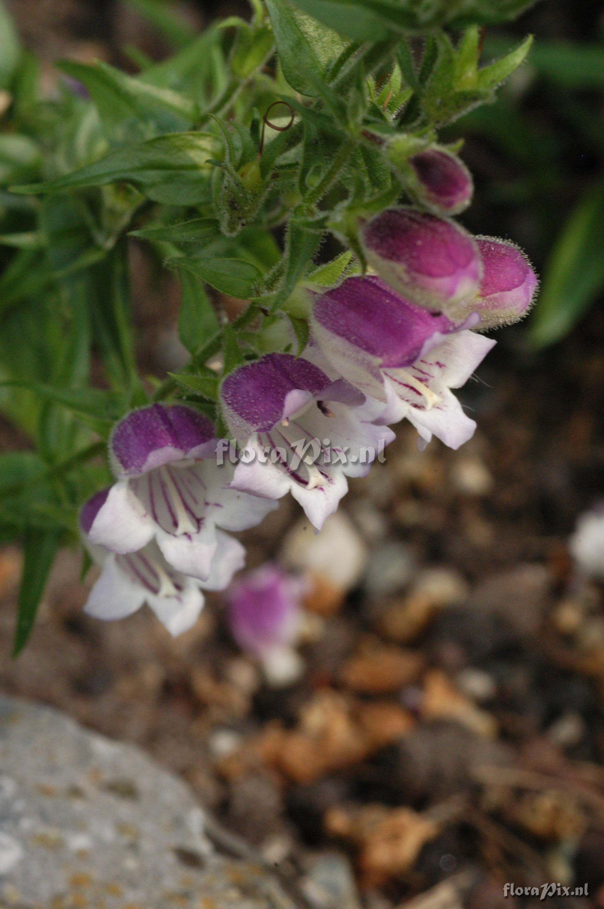 Penstemon campanulatus