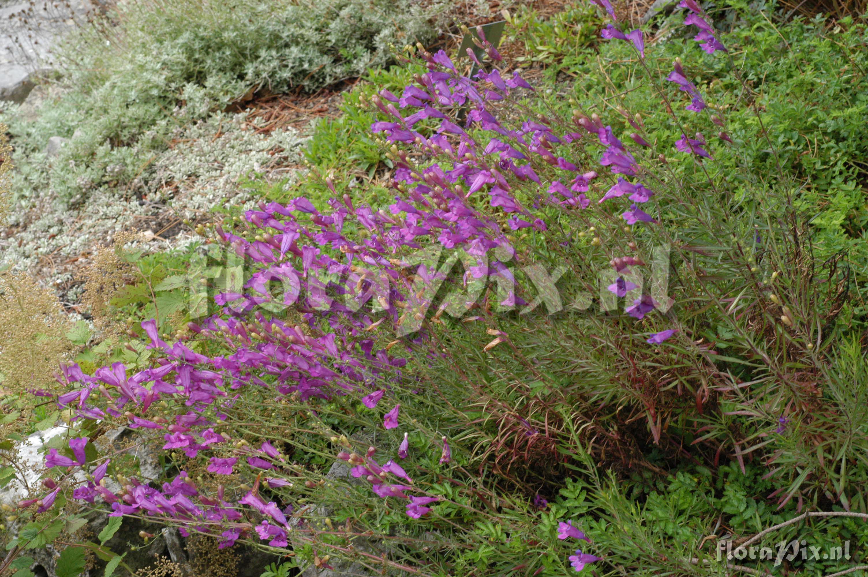Penstemon heterophyllus subsp. australis