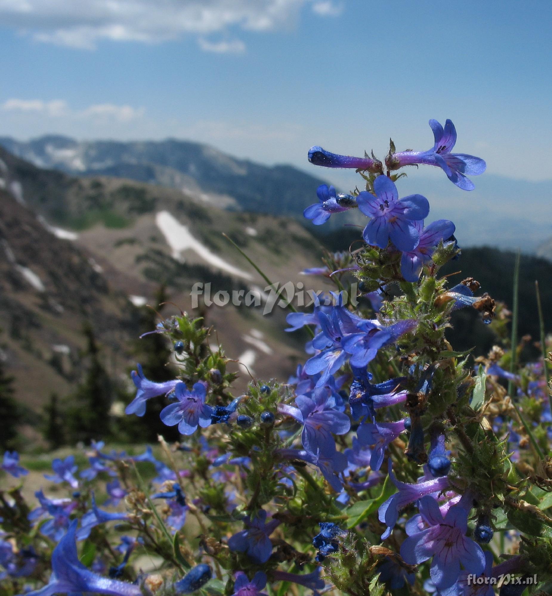 Penstemon humilis
