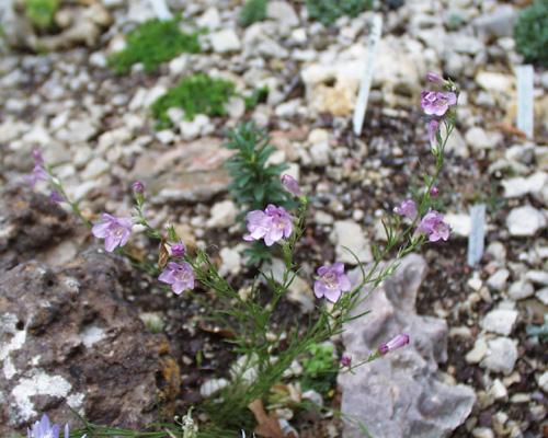 Penstemon larcifolius var larcifolius