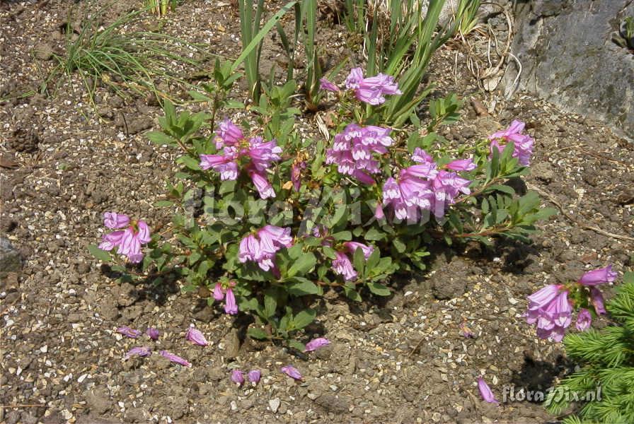 Penstemon newberryi berryi