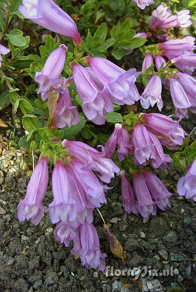 Penstemon newberryi berryi