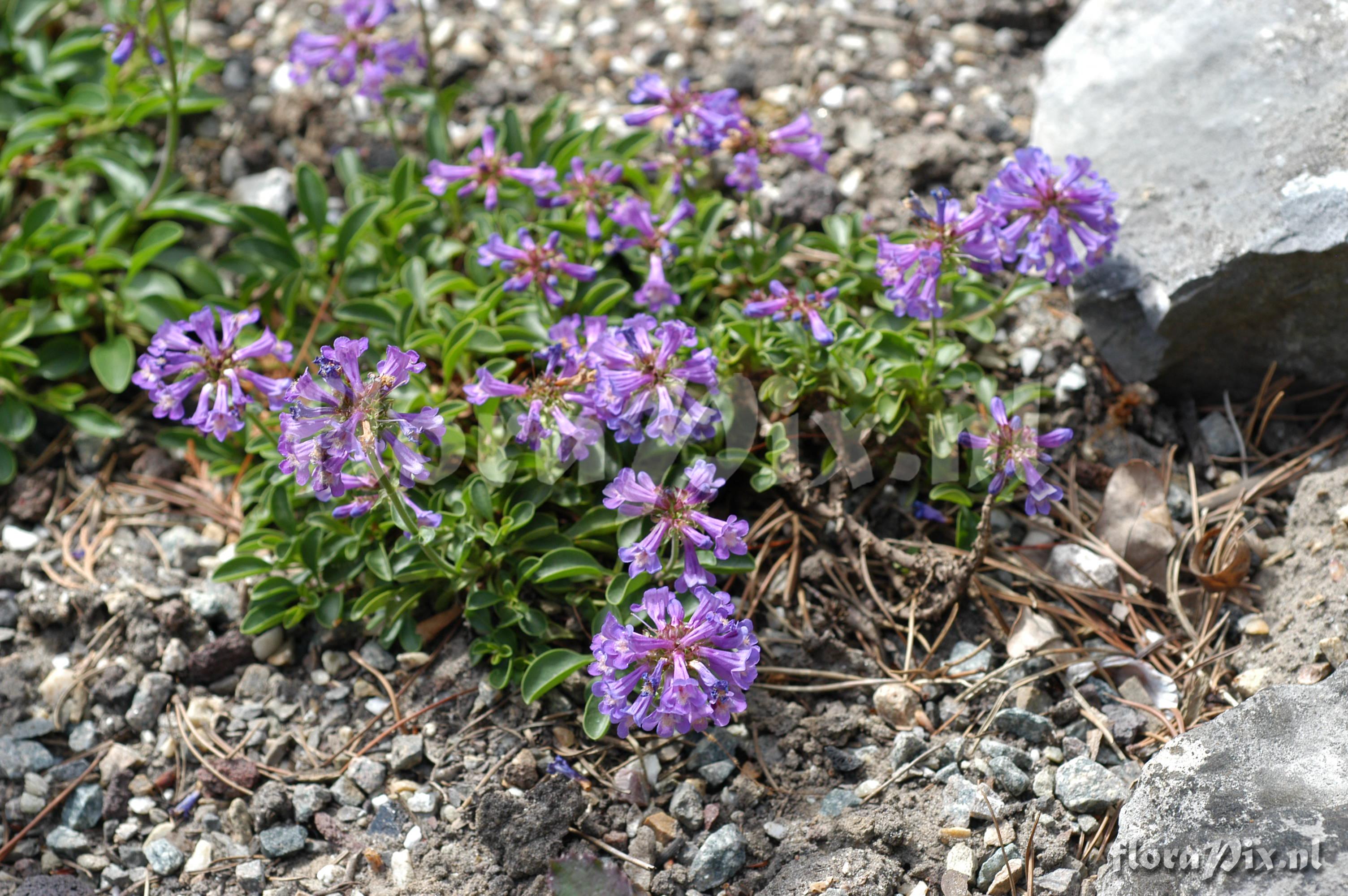 Penstemon procerus var. tolmie
