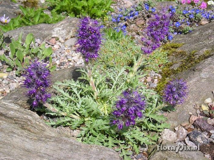 Phacelia sericea