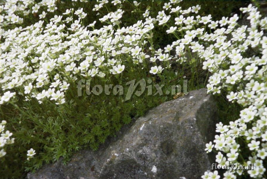 Saxifraga rosacea