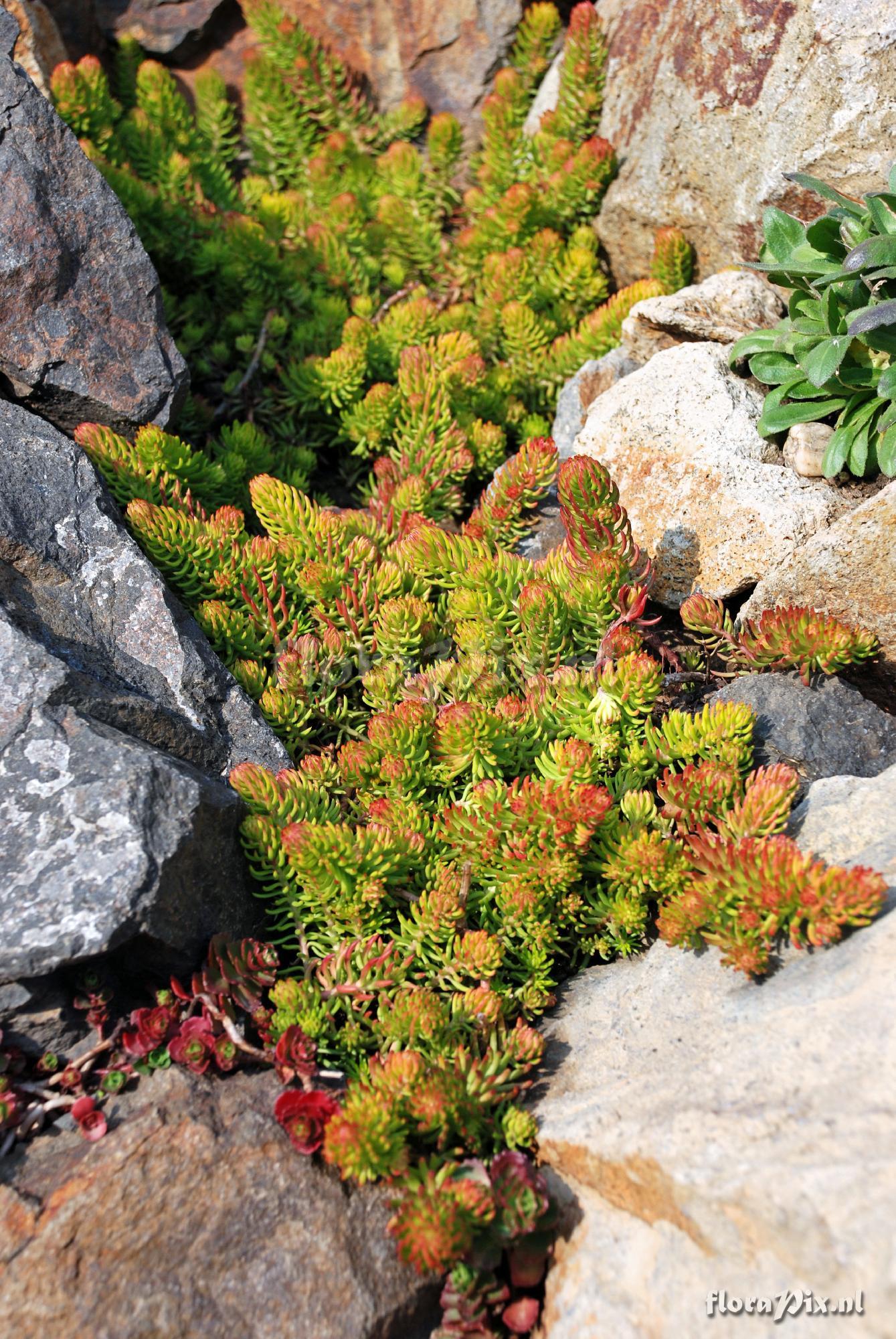 Sedum reflexum `Angelina`