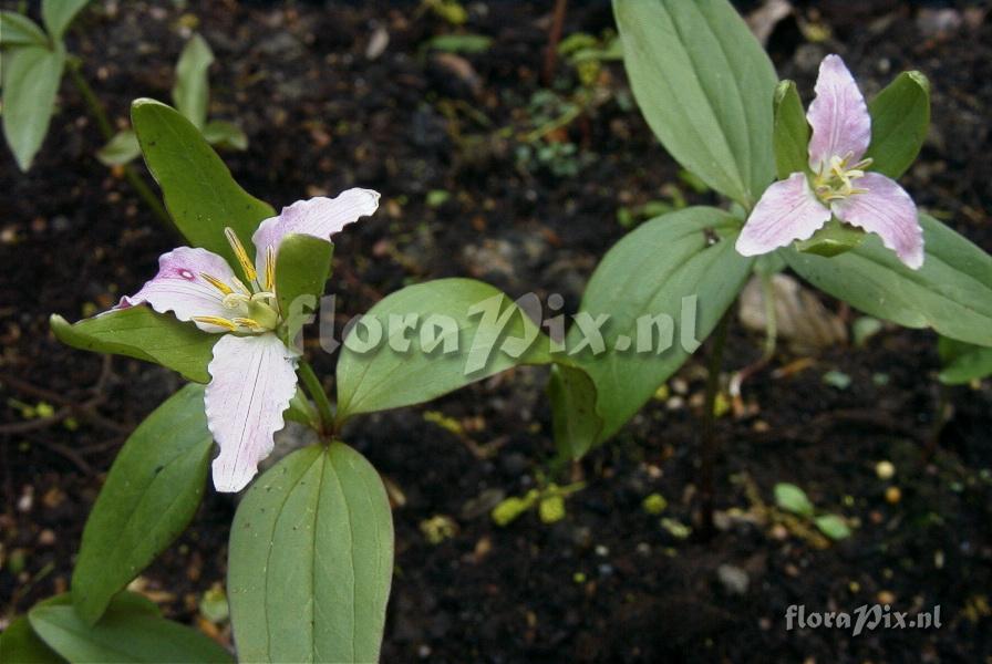 Trillium pusillum