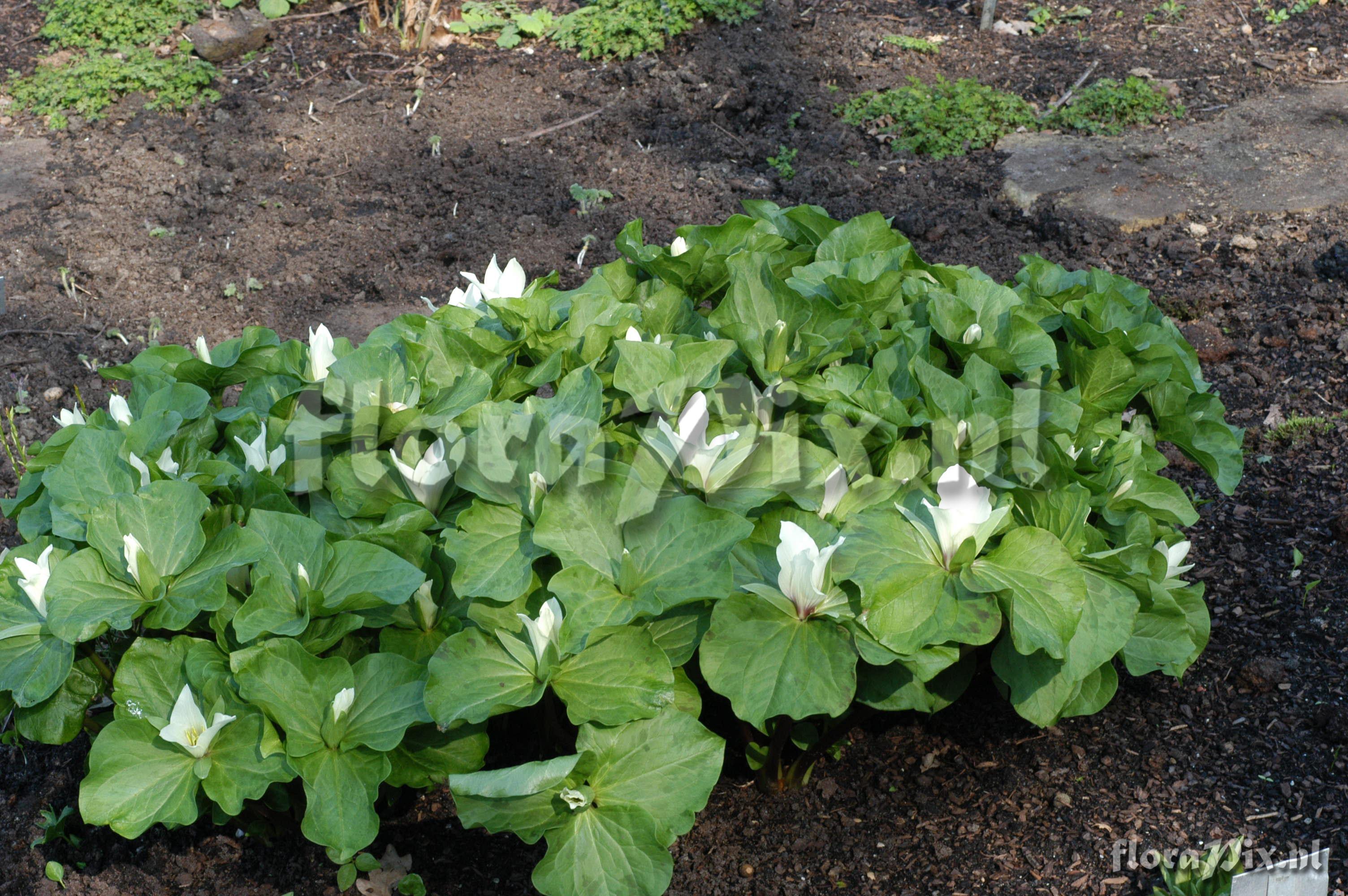 Trillium albidum