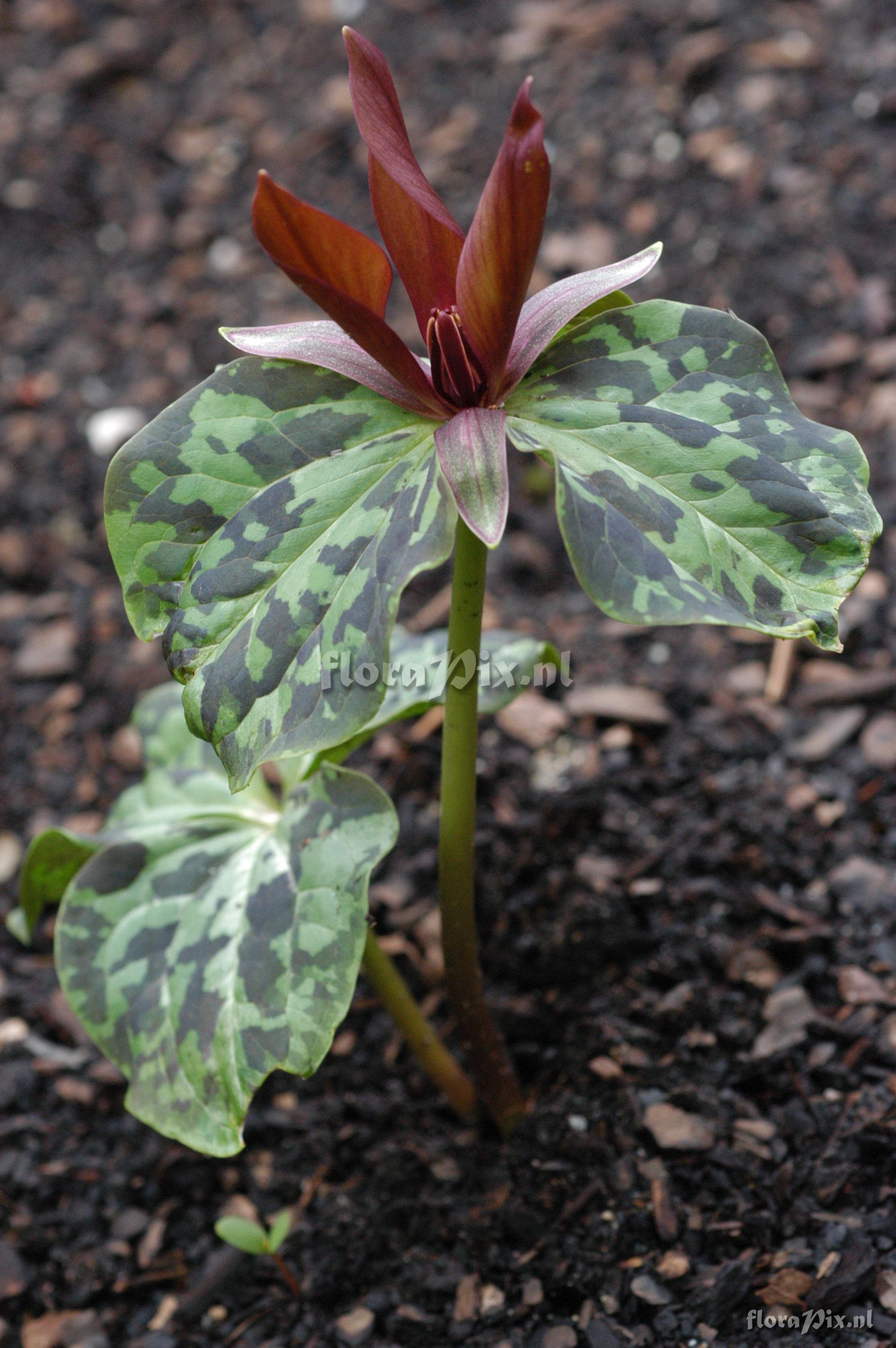 Trillium cuneatum 1