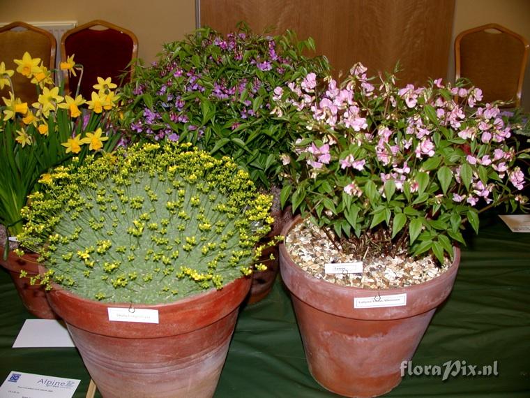 2-shows East.Lancashire Alpine Garden Society