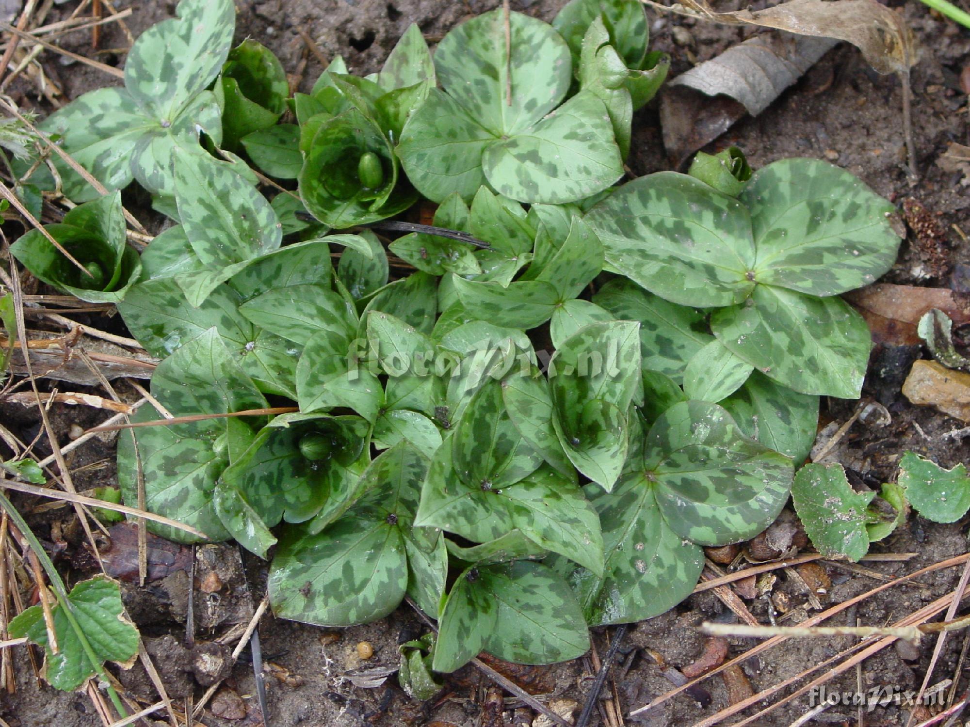 Trillium stamineum (clumper)