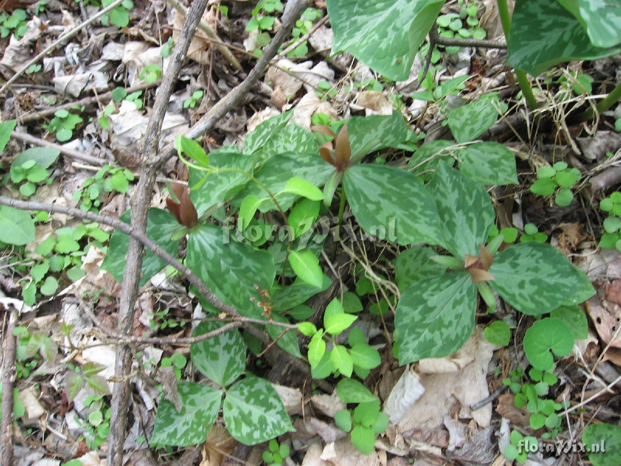 Trillium luteum variation