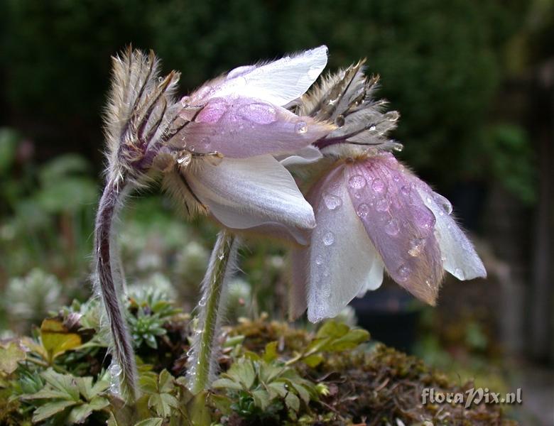 Pulsatilla vernalis rain-sodden duo