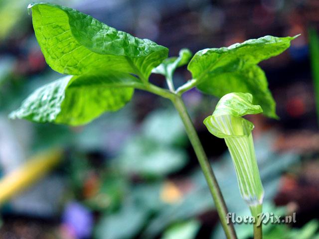 Arisaema amurense