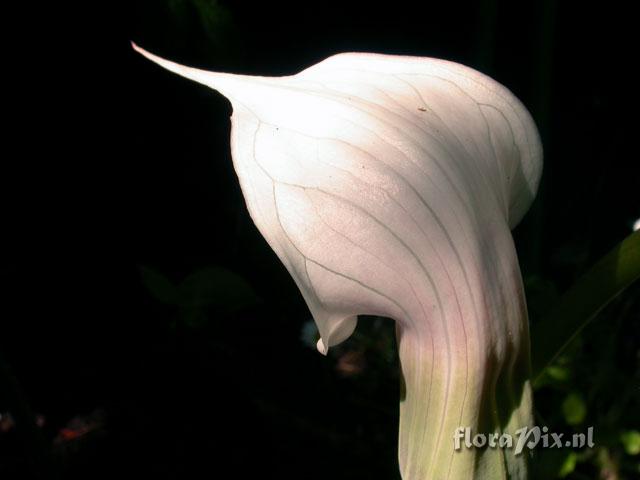 Arisaema candidissimum