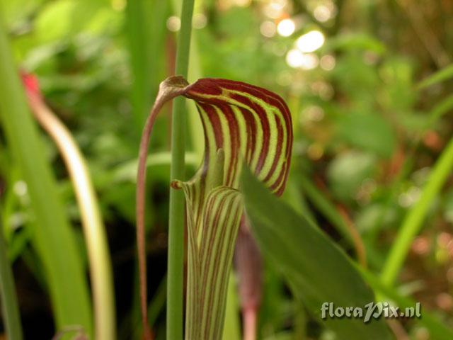 Arisaema ciliatum