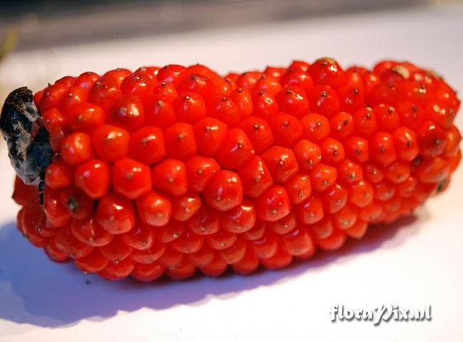 Arisaema speciosum