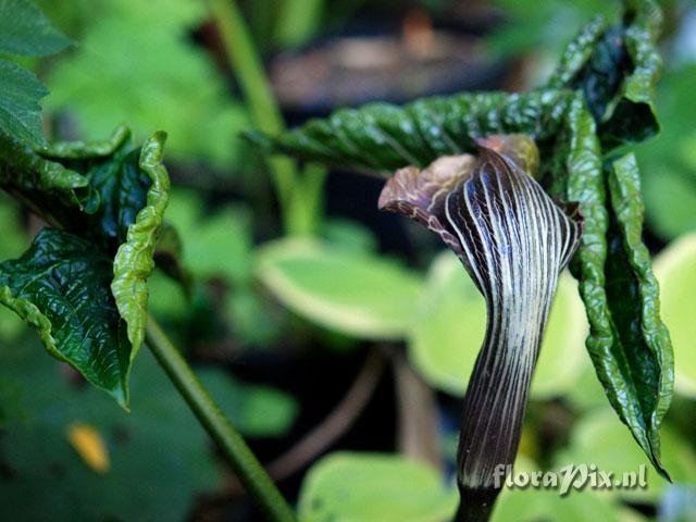 Arisaema utile