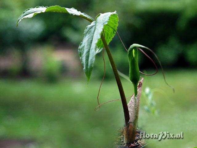 Arisaema intermedium