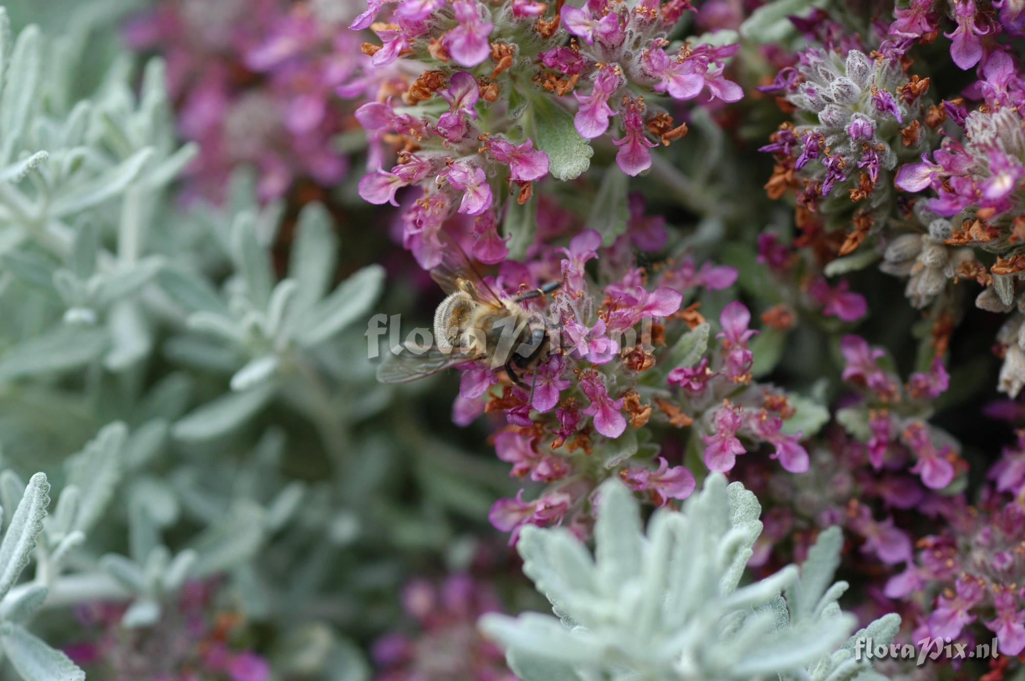 Teucrium cossonii 