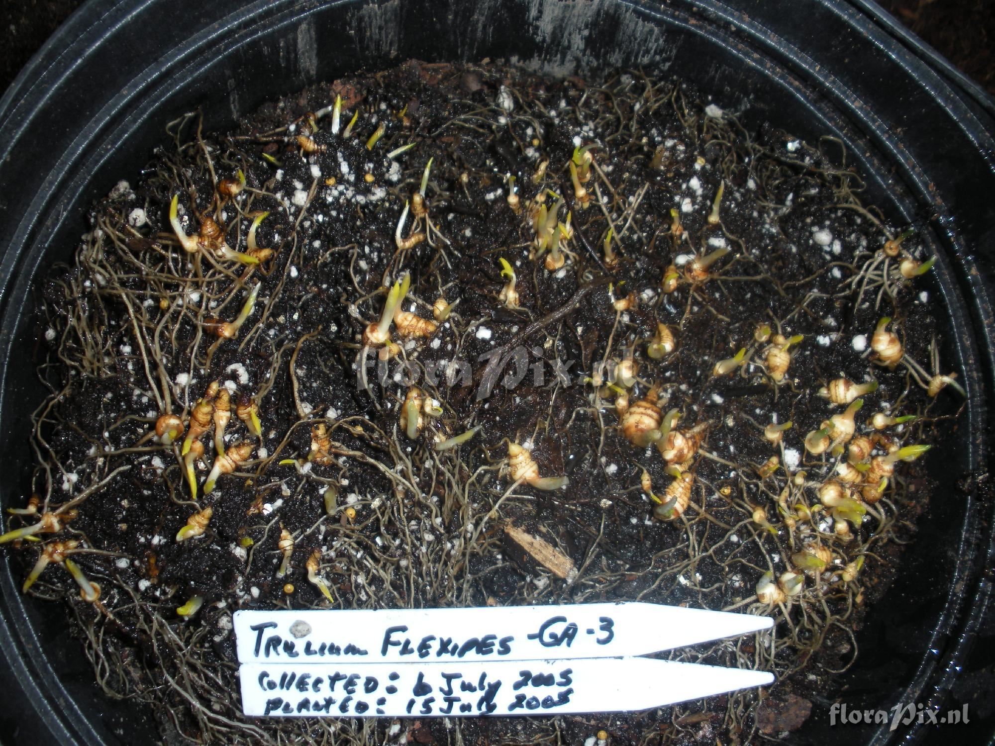 Trillium flexipes (Ga-3 Test)