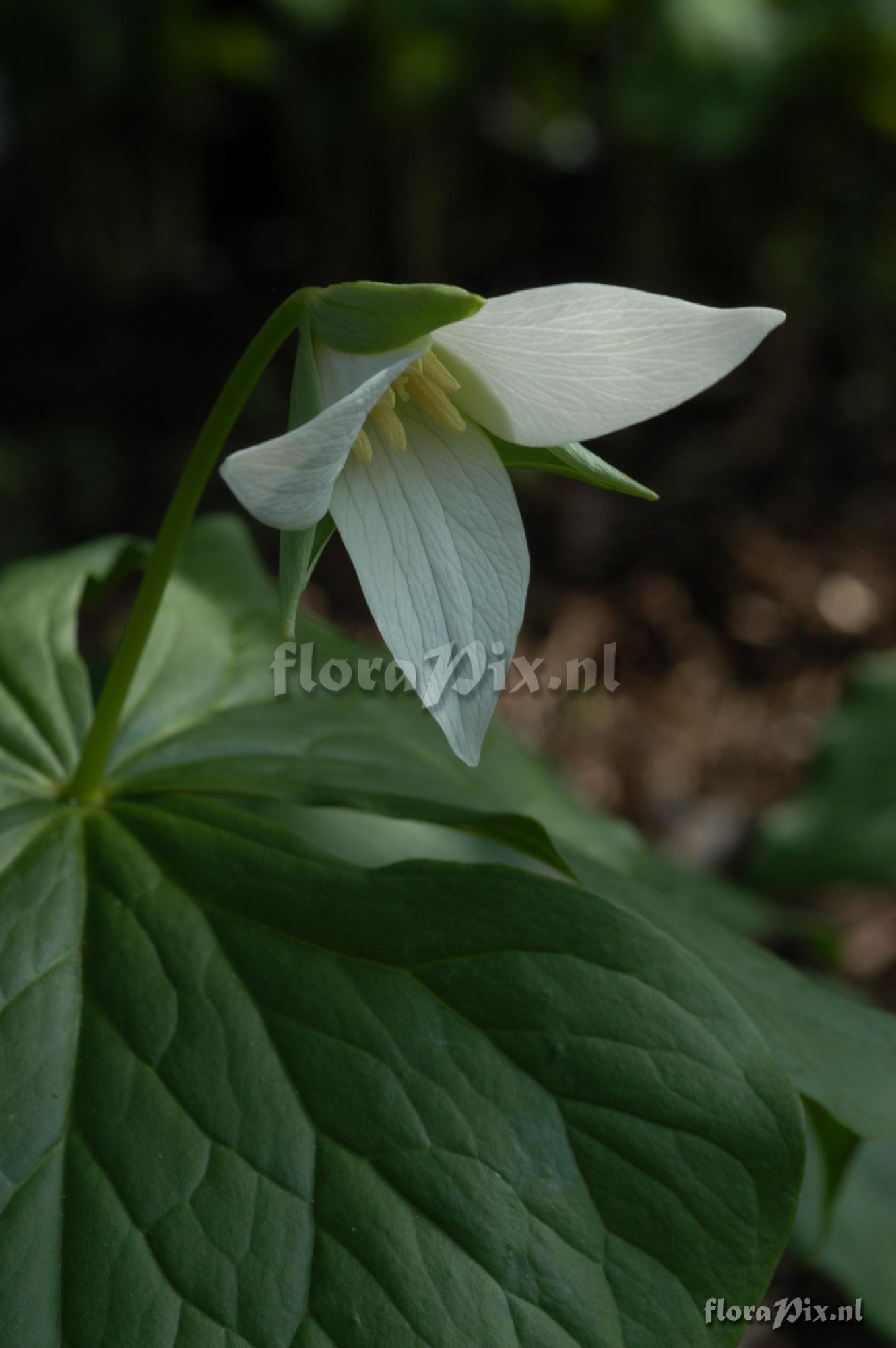Trillium sulcatum