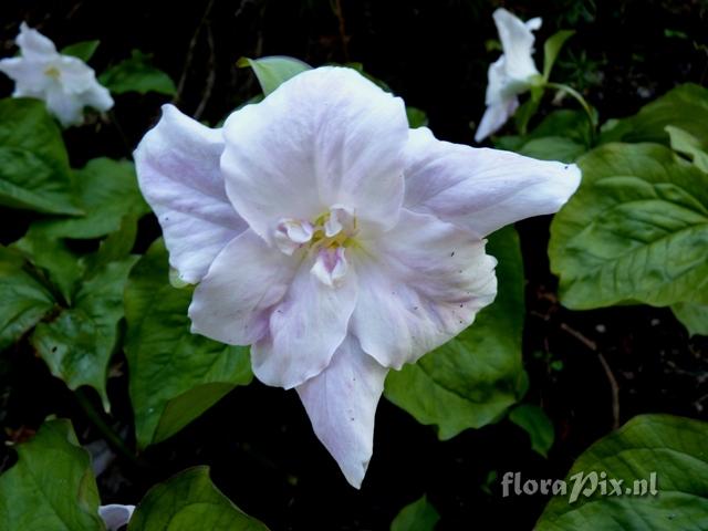 Trillium chloropetalum