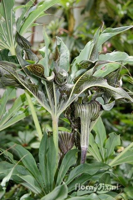 arisaema ciliatum var. liubaense