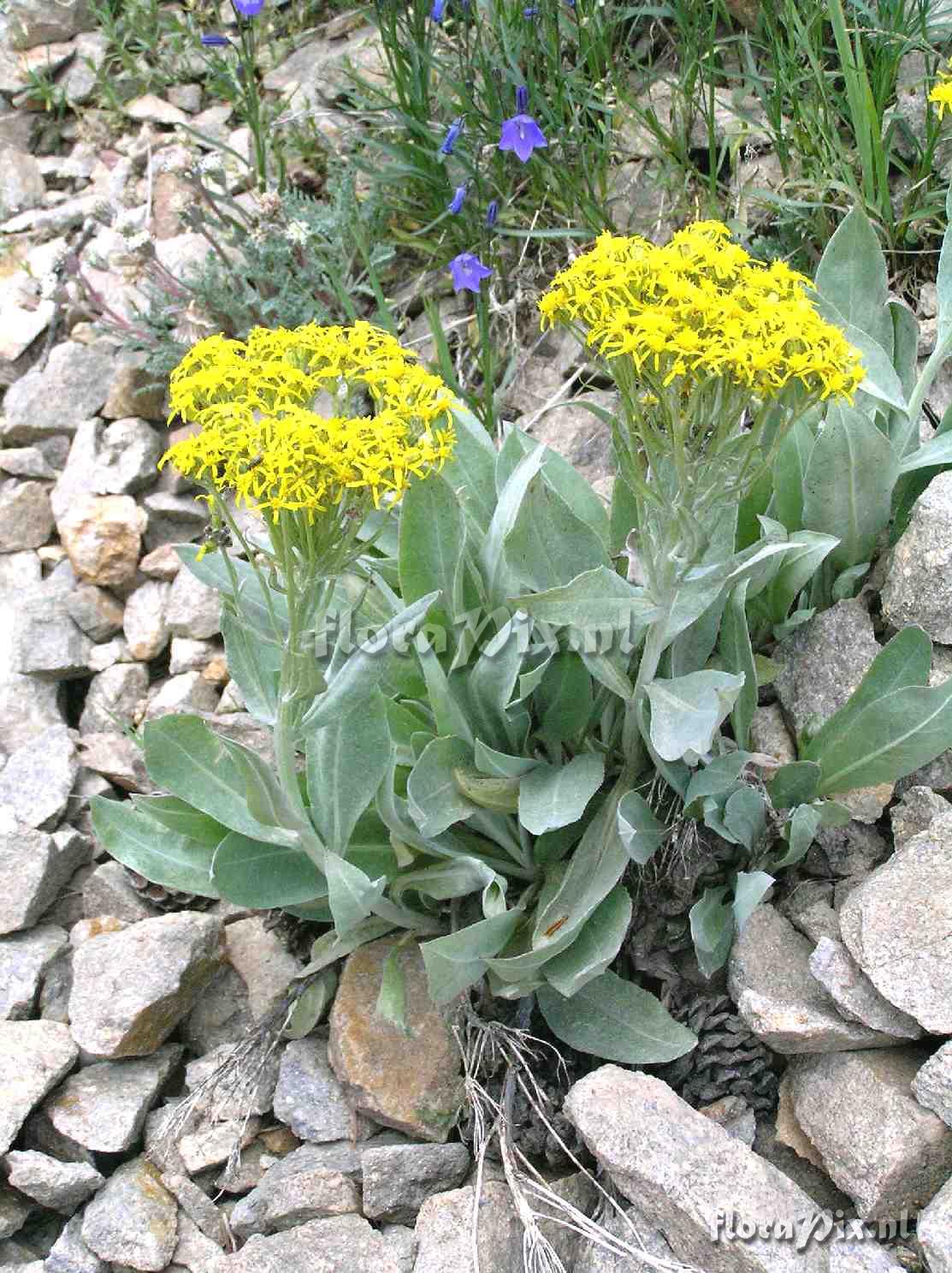 Senecio atratus
