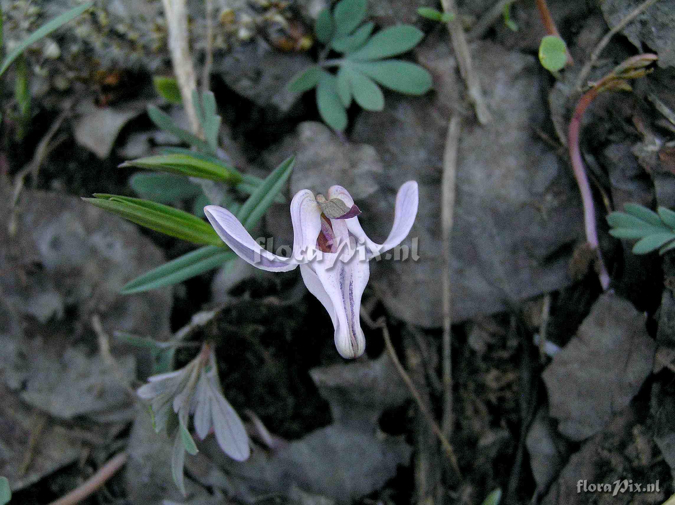 Dicentra uniflora