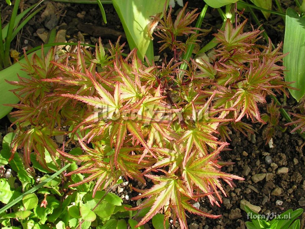 Acer palmatum 