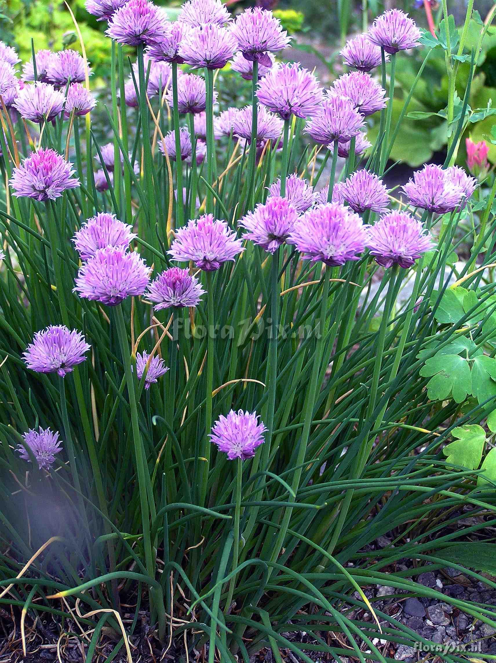 Allium schoenoprasum