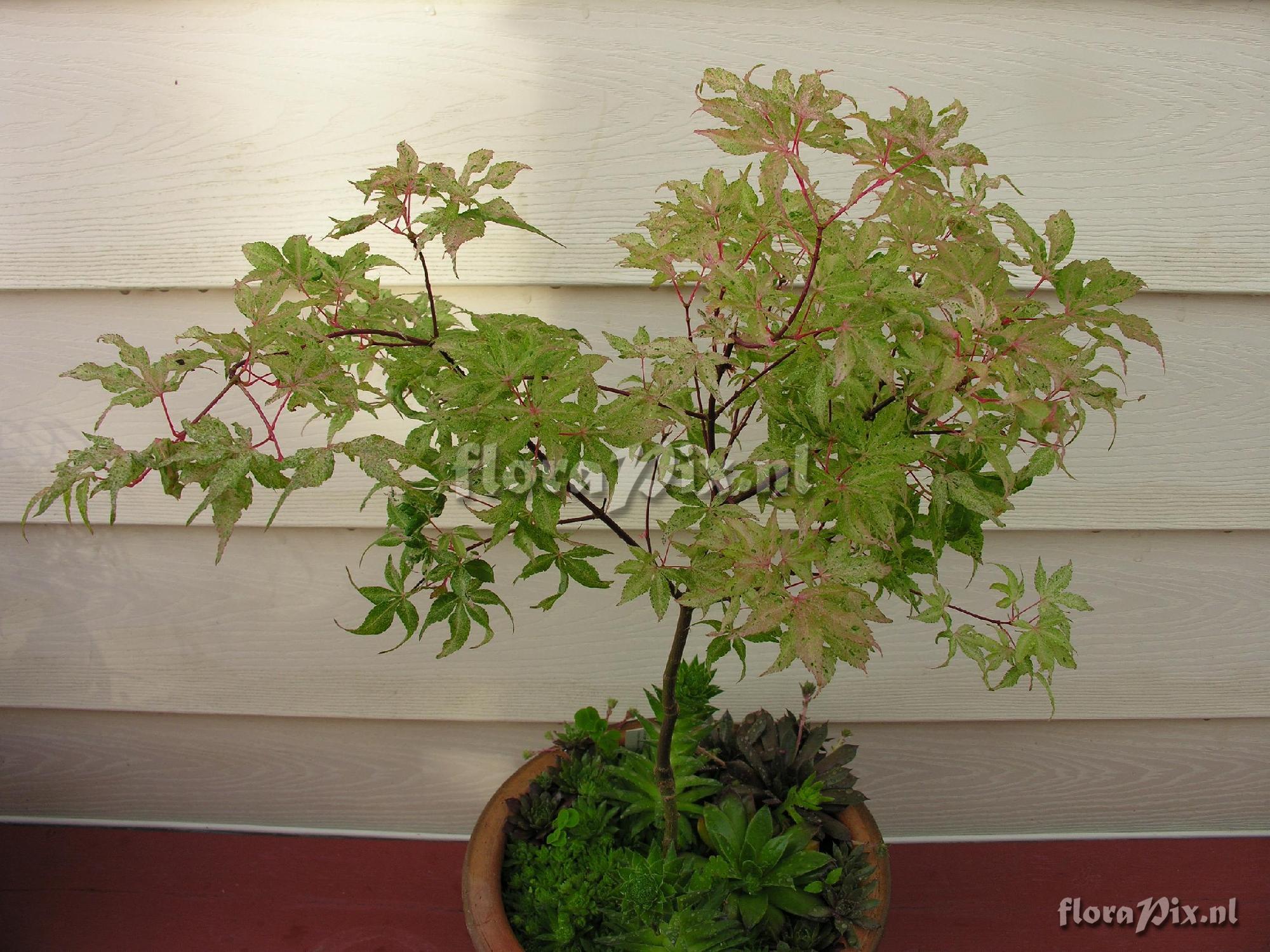 Acer palmatum 